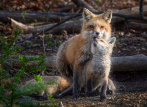 Photo of fox parent and fit