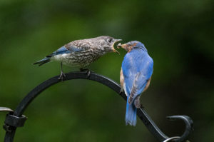 Photo of bluebird parent feeding baby