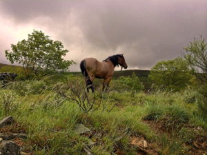 horse in a field under a cloudy sky