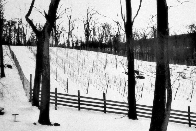bare trees on a snowy hill next to a wood fence in winter