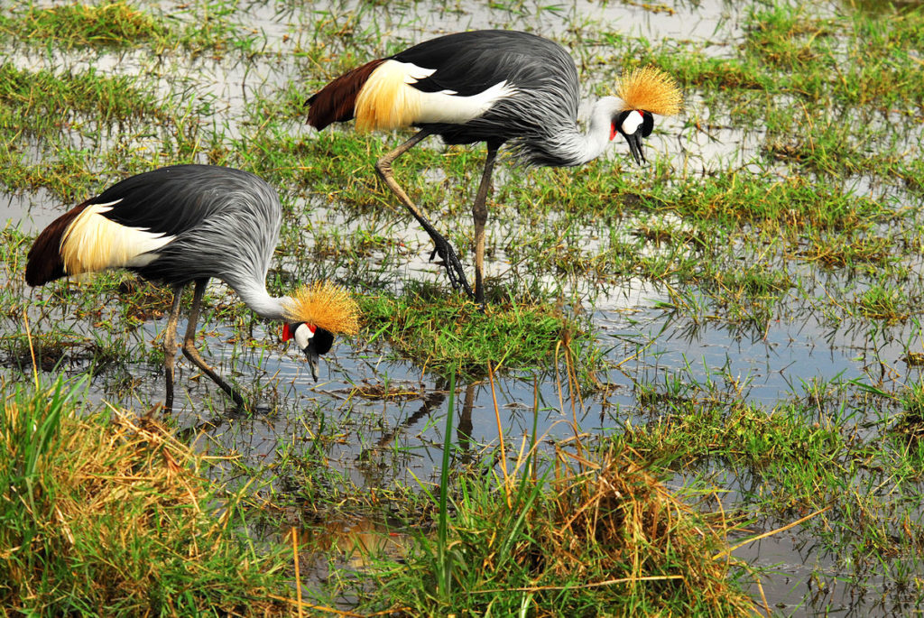 Crested Cranes_1200