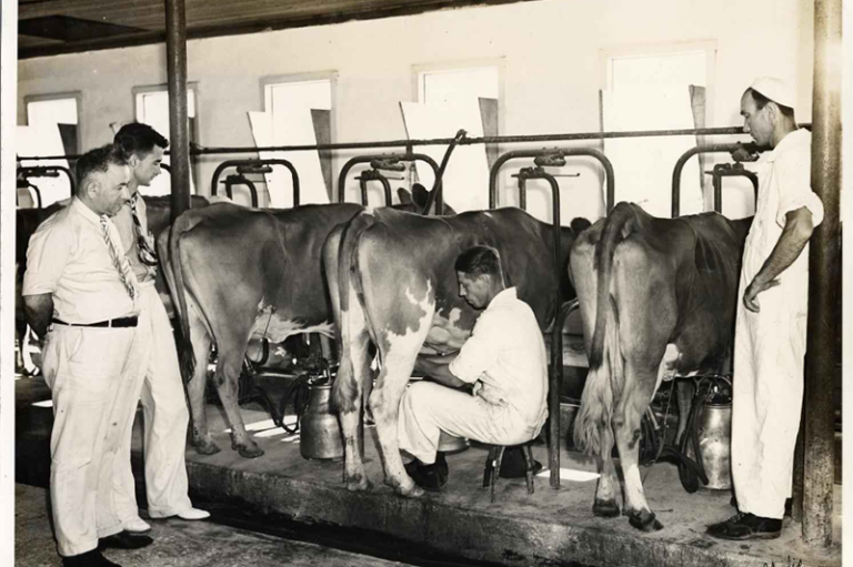 Inspection of Barn at Dairy Farm, 1938