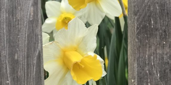 I have been taking many walks and photographing the flowers I see in my neighborhood. These daffodils looking out on the world from behind their fence reminded me of all of us in quarantine.