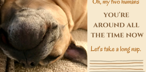My submission is inspired by a book in our library catalog called What I Lick Before Your Face: And Other Haikus by Dogs by Jamie Coleman. I decided to write a haiku in the voice of my dog, with the content of the poem being inspired by the lazy dog picture