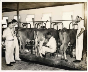 Inspection of Barn at Dairy Farm, 1938
