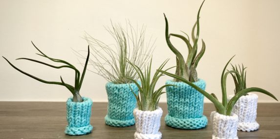 My husband and I are tucked away at home without kids or pets, so I decided to spoil our family of air plants with handmade knit ""sweater"" planters. Our time at home may just take us to the next level of crazy plant parents. Materials: 100% cotton yarn