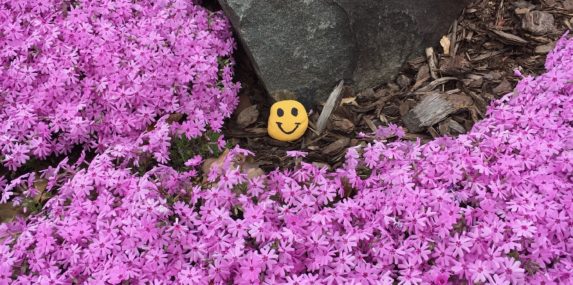 A neighbor in Madison Manor placed this painted stone in a garden patch of phlox, cheering us as we pass on our walks. These small gestures take on so much meaning when our worlds have been reduced to home and surrounding area. Better days are coming.