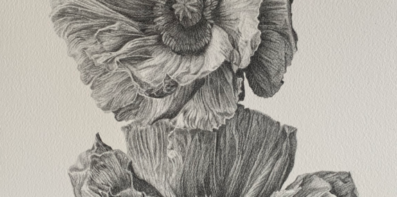 Poppies in graphite. See more of my work on JoannaKEdwards.com or Instagram @thejosho