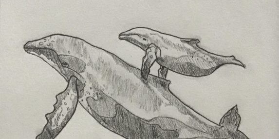 A drawing of a mother whale and her calf.