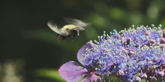 Shutter speed 1/500th-of-a-second would be fast enough to stop motion of a bee's wings, right? Apparently not.