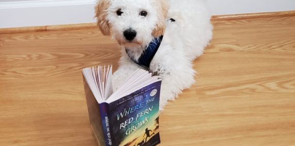 Here is a picture of my puppy Toby reading the book "Where the Red Fern Grows".