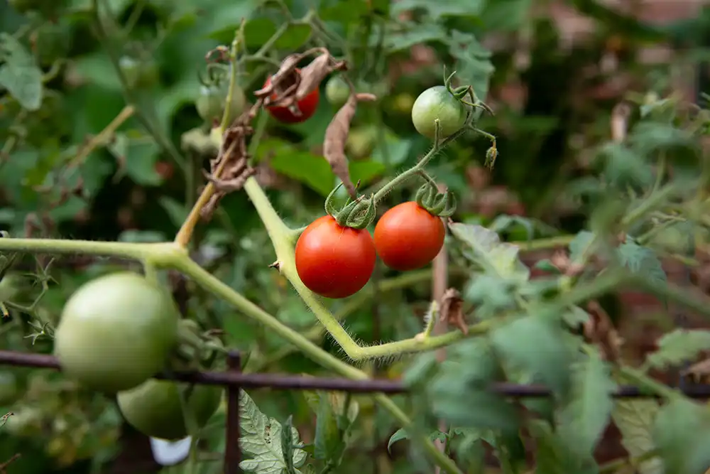 Close‑up of ripening tomatoes on the vine, with red and green fruit surrounded by leaves.
