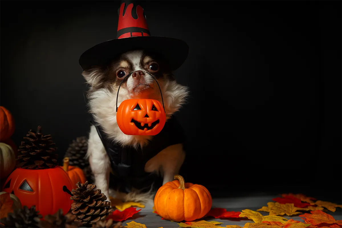 Halloween events. A dog in a costume balances a jack-o-lantern container on its nose, posing next to leaves and a pumpkin.
