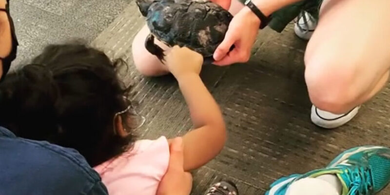 Photo of a toddler gently touching a turtle that is held carefully by a Summer Reading program presenter.